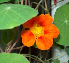 Nasturtium