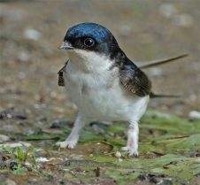 Atratus